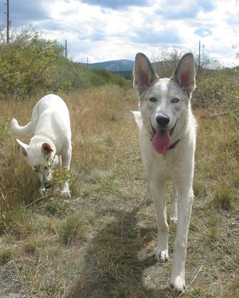 Jim and Jolie coming back from a walk