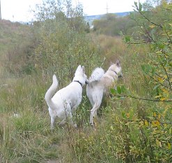 Jim and Jolie going for a walk to the creek
